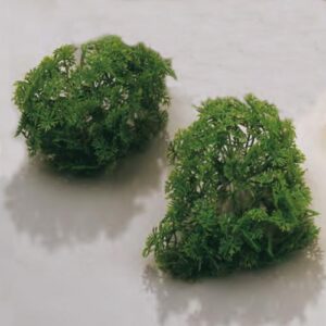 Bouquet de 6 branches de Persil