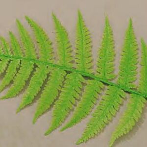 Feuille de Fougères (x10)