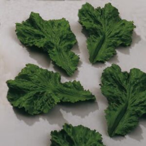 Feuille de Laitue (x12)